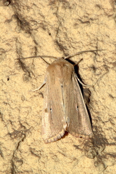 Mythimna sicula? S